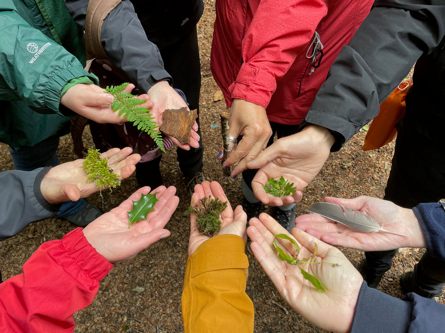 Women's Wellness Day Retreat - forest bathing, foraging and yoga